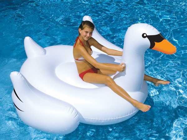 Schwimmtier Schwan
